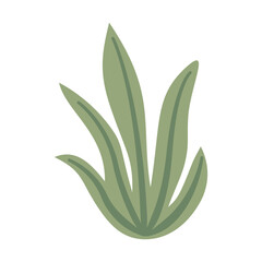 Wild snake plant green upright thick leaves tropical vegetation element flat vector © ImamSetia
