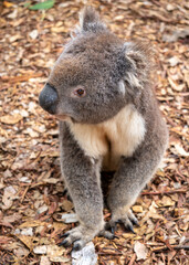 Obraz premium Koala sitting on a bed of dry leaves on Kangaroo Island