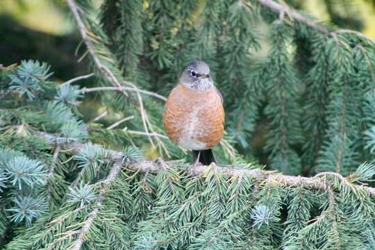 robin on branch