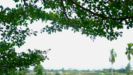 Fototapeta premium A vibrant landscape view showing green leaves, open farmland, and distant trees in soft daylight