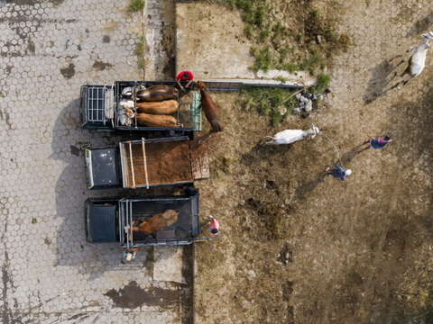 Aerial view of the Animal Market Prambanan with trucks transporting cattle and people working on the ground in Kecamatan Prambanan, Jawa Tengah, Indonesia.