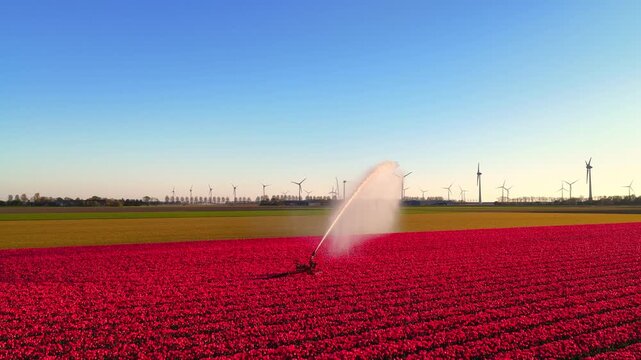 Agricultural irrigation pivot gun spraying water on a field of tulips during springtime aerial footage.