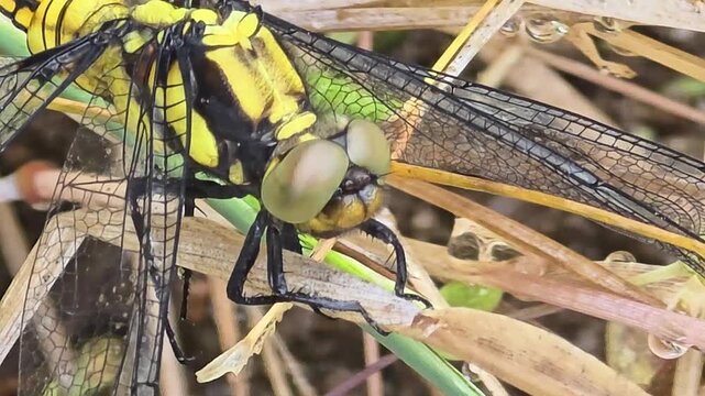 

Macro shot of a yellow dragonfly drying its wet wings with raindrops after rain #001
비가 온 후 날개에 맺힌 빗방울을 말리며 풀잎에 앉아 있는 밀잠자리 #001
