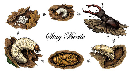 Fototapeta premium Life Cycle of the Stag Beetle Metamorphosis Infographic, Vector Illustration of Lucanus Cervus Development Stages from Egg to Adult Male on Wood