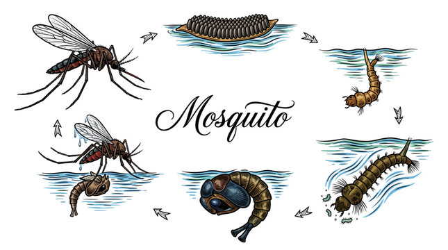 Biological life cycle of a mosquito vector illustration, showing development stages from egg raft and larva to pupa and adult insect in a vintage hand-drawn style.