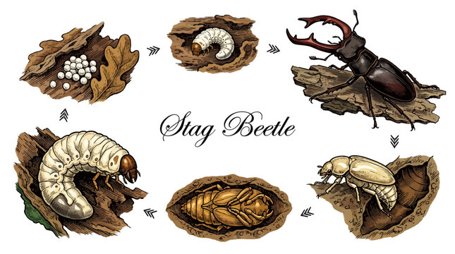 Life Cycle of the Stag Beetle Metamorphosis Infographic, Vector Illustration of Lucanus Cervus Development Stages from Egg to Adult Male on Wood
