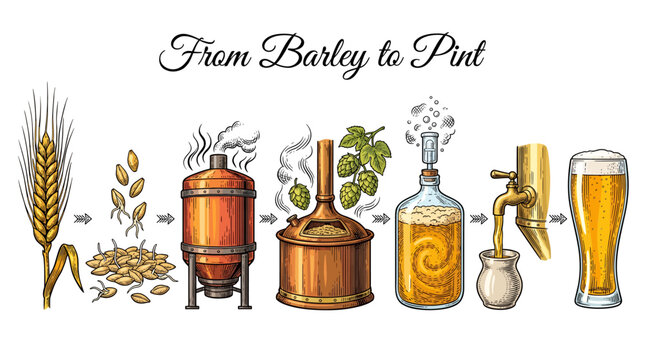 Beer Brewing Process Infographic from Barley Grain to Pint Glass, Vintage Engraving Illustration of Craft Beer Manufacturing Stages