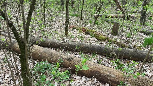 Rotten trunks of fallen trees among bushes in forest