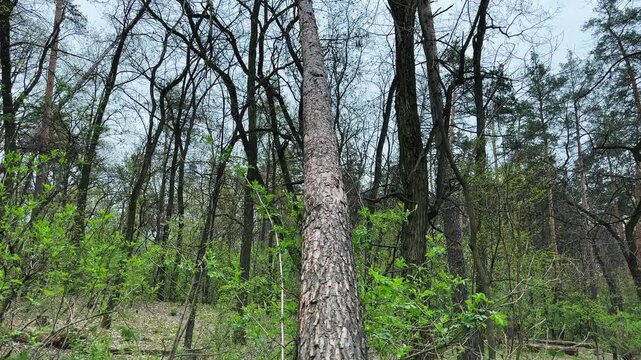 Partially fallen uprooted old high dry pine in forest
