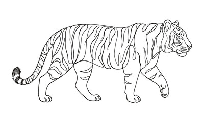 Fototapeta premium Black and white tiger walking in natural pose isolated on transparent background, Vector, illustration one line silhouette vector animal image editable
