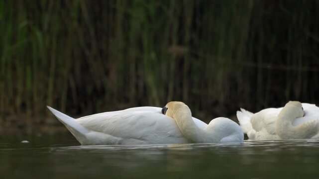 Pair of Mute Swans Resting and Drifting on Calm Water - 4K Wildlife Slow Motion