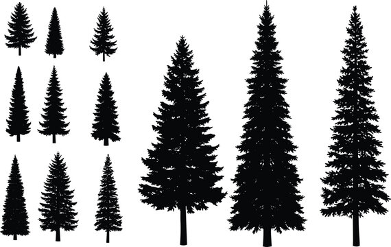 Evergreen Pine Tree Silhouette Collection with Forest Conifer Shapes for Nature Landscape Outdoor and Woodland Design Projects