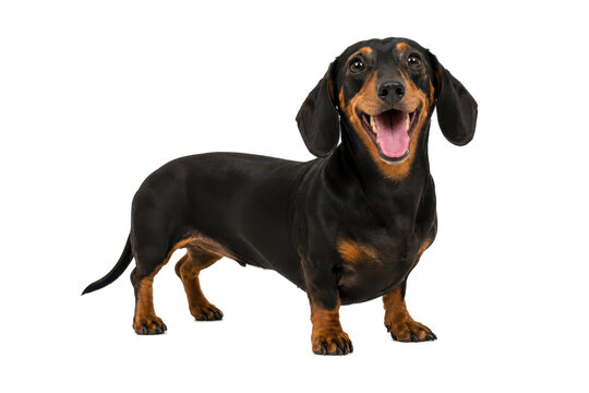 Happy black and tan dachshund dog standing and smiling isolated on gray background, adorable short legged pet with glossy coat looking at camera in studio portrait