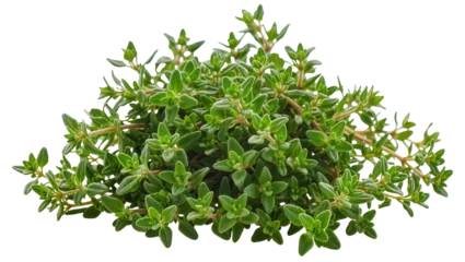 Fresh green thyme herb sprigs, isolated on transparent background for culinary use © Andrej