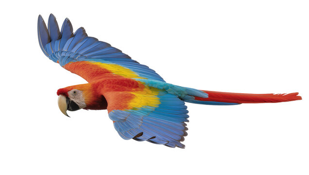 Colorful macaw parrot with spread wings flying, isolated on transparent background