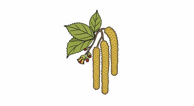 Stylized illustration of a hazelnut catkin with leaves and buds on a white background