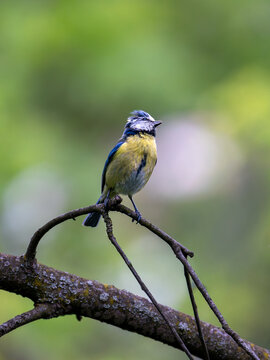 Eurasian Blue Tit perched on branch, V&iacute;tkov park, Prague, Czech Republic