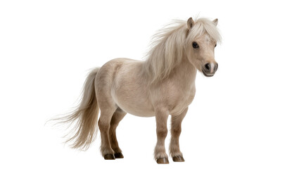 Small light brown pony with flowing mane and tail, isolated on transparent background © Andrej