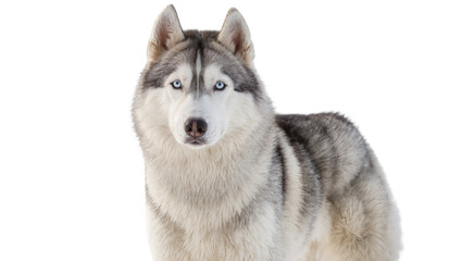 Majestic Siberian Husky with piercing blue eyes, isolated on transparent background © Andrej
