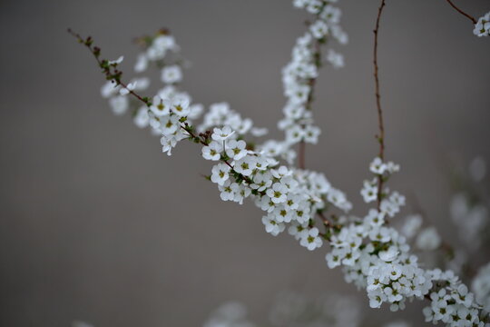 早春のユキヤナギの花 (7) / Thunberg spirea flowers and green leaves in early spring