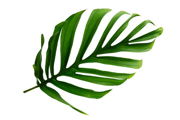 Tropical leaf isolated on white background for design element. © pernsanitfoto