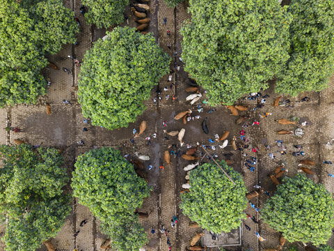 Aerial view of Animal Market Prambanan with people and cattle gathered under large green trees on a paved ground in Kecamatan Prambanan, Jawa Tengah, Indonesia.