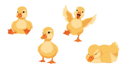 Fototapeta premium Group of four cute yellow ducklings shown in various playful and sleepy poses on a clean white background for kids.