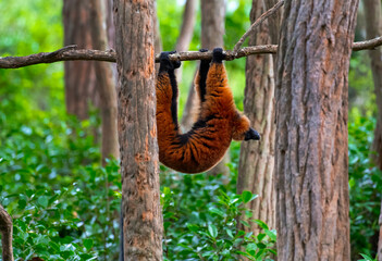 Fototapeta premium Ruffed Lemur