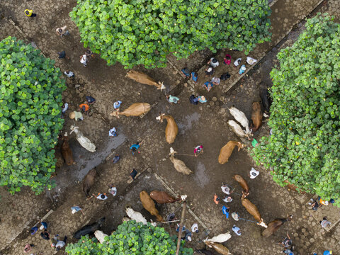 Aerial view of the Animal Market Prambanan with cattle and people among green trees in Kecamatan Prambanan, Jawa Tengah, Indonesia.
