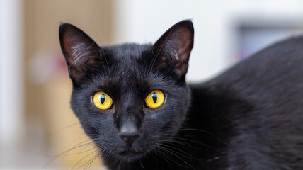 Golden Cat  eyes © HumbertoJose