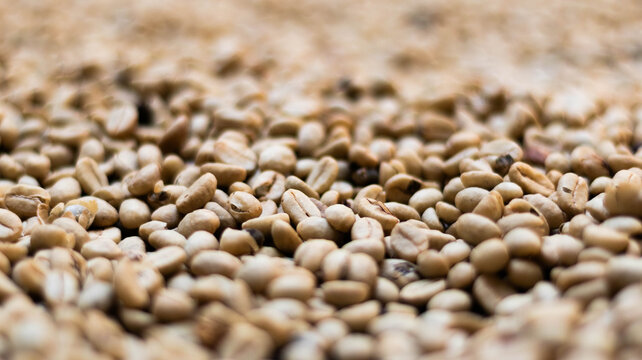 granos de cafe