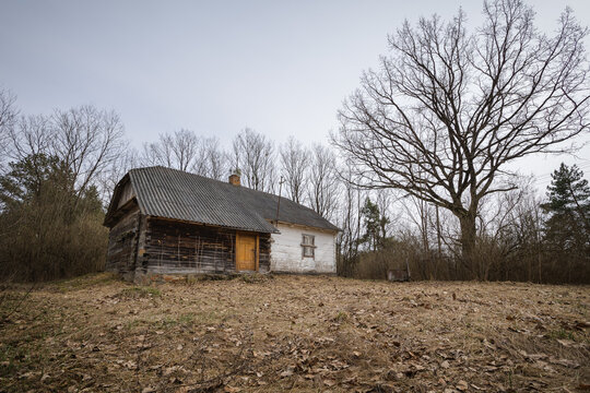 Abandoned old wooden house among the trees. Rural spring landscape