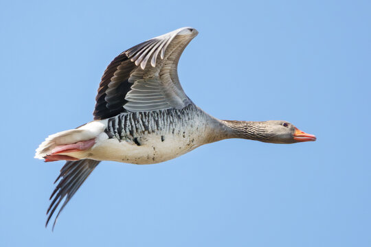 Graugans im Flug