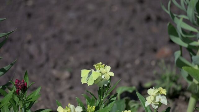 Brimstone butterfly (Gonepteryx rhamni) male flying in slow motion between flowers. April, London, UK [Slow motion x10]