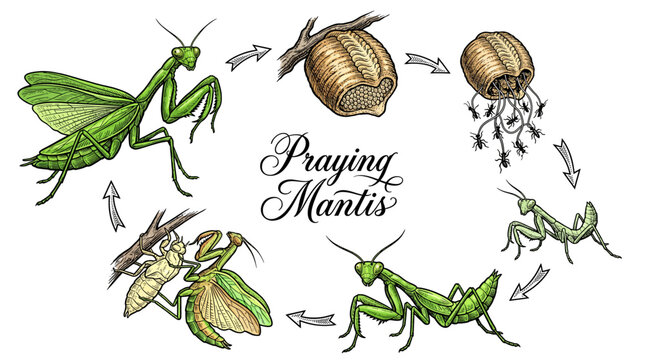 Life Cycle of a Praying Mantis Vector Illustration Showing Stages from Egg Case to Adult Insect