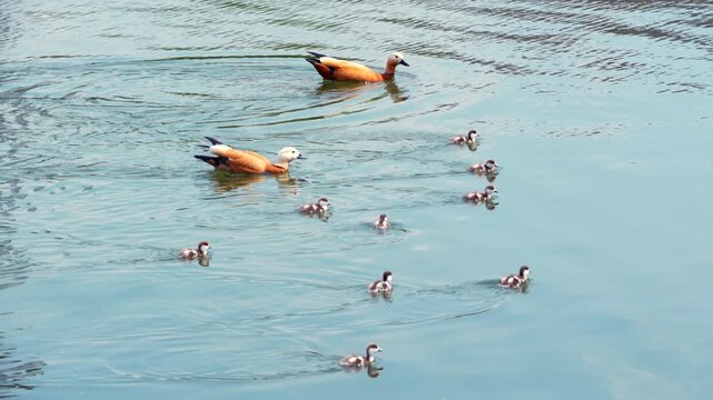 A serene scene of a family of ducks gliding gracefully through tranquil waters, showcasing the beauty of nature and the nurturing instinct of wildlife.