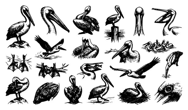 pelican, pelican vector, pelican illustration, realistic pelican, detailed bird, coastal bird, sea bird, seabird vector, bird drawing, ink drawing, pen and ink, black and white birds, wildlife illustr