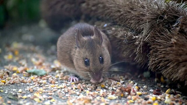 Wood Mouse (Apodemus sylvaticus) eating bird seed on a garden patio. Kent, UK [Slow motion]