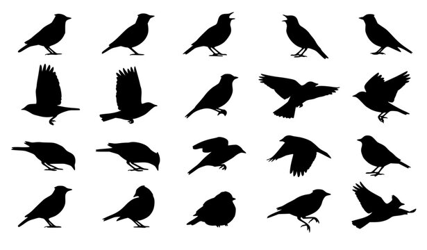 bird silhouette, bird vector, songbird silhouette, black bird, flying bird silhouette, perching bird, bird icons, silhouette set, small birds, wild birds, nature silhouettes, bird bundle, vector birds