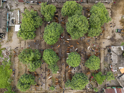 Aerial view of Animal Market Prambanan with cattle, people, and lush green trees in Kecamatan Prambanan, Jawa Tengah, Indonesia.