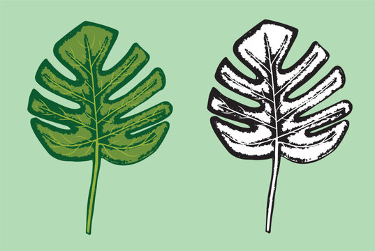 Two monstera leaves, onde colorful and other black and white, a tropical plant on a light green background.