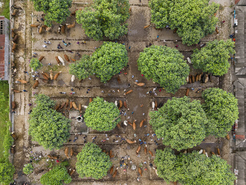 Aerial view of Animal Market Prambanan with cattle and people gathered under large green trees on a paved lot in Kecamatan Prambanan, Jawa Tengah, Indonesia.