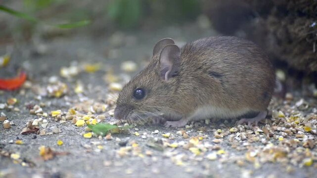 Wood Mouse (Apodemus sylvaticus) eating bird seed on a garden patio. Kent, UK [Slow motion]