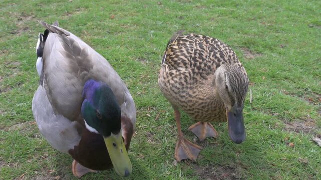 Mallard Ducks (Anas platyrhynchos) quacking and acting a  bit strangely. May, Kent, UK - with sound