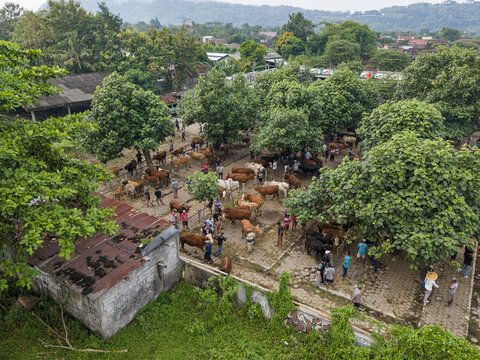Aerial view of Animal Market Prambanan with cattle and people gathered under lush green trees in Kecamatan Prambanan, Jawa Tengah, Indonesia.