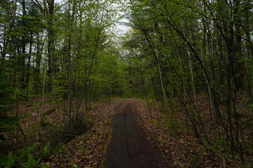 Fototapeta premium A narrow dirt path winds through a dense spring forest with lush green foliage and thin deciduous tree trunks under an overcast sky