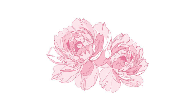 Soft pink peony flowers botanical line art vector illustration on white background with editable stroke, adjustable line weight, customizable stroke width, thin line floral icon for branding.