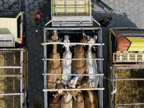 Aerial view of cows standing inside a transport truck at the Animal Market Prambanan with workers nearby and hexagonal paved ground Kecamatan Prambanan, Jawa Tengah, Indonesia.