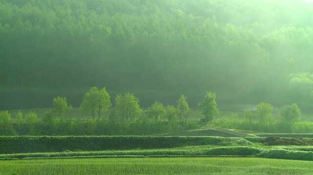 靄が風に流れる緑の田園