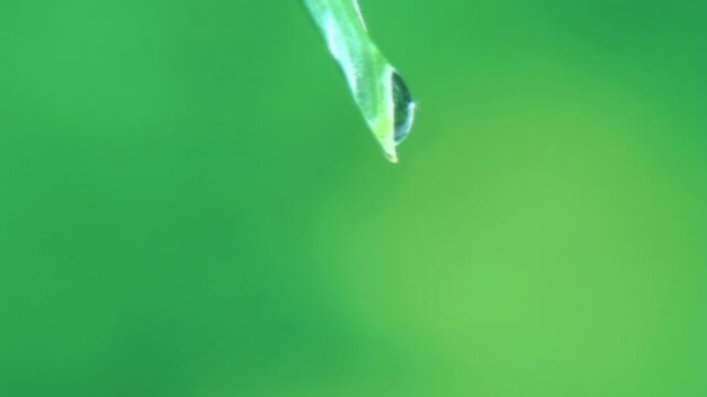 緑の中で葉先から落ちる水滴